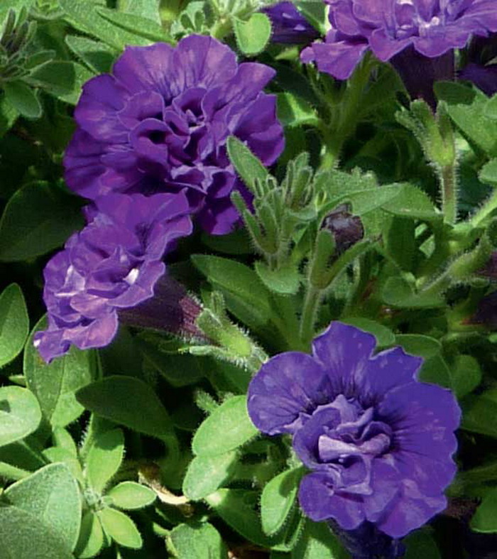 Петуния Доубл Блю